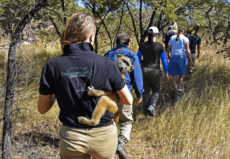 Volunteer baboon walk