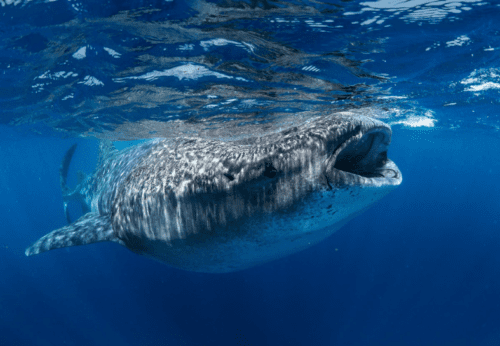 Whale shark Tofo