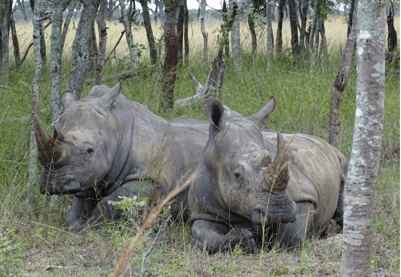 White rhinos Zimbabwe