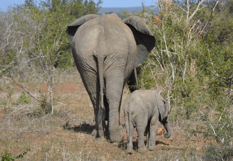 elephant-and-baby-kruger
