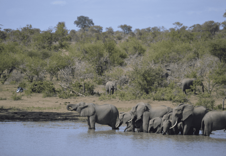 elephants-drinking-kruger