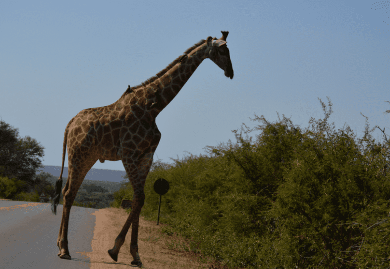 giraffe-crossing-road