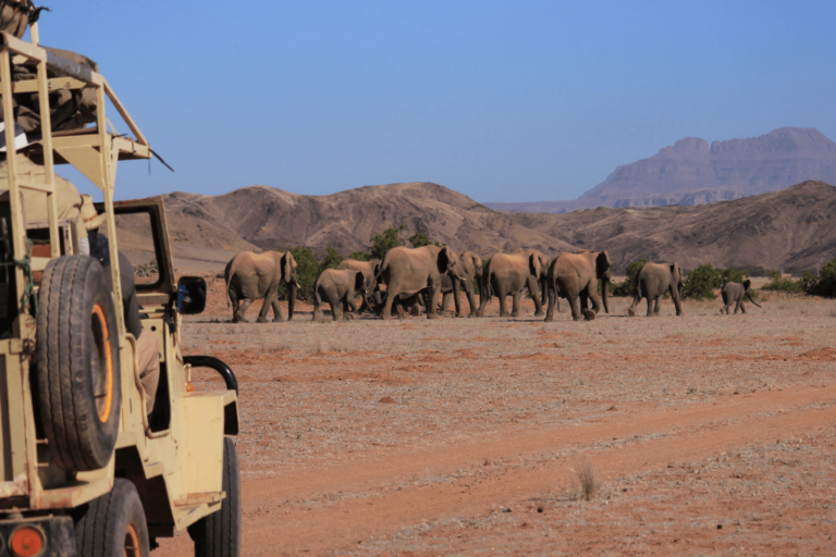 Carnet de Conservation : Meeting the Namib cheetahs — IZW Cheetah Research  Project