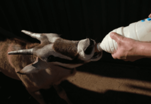 Volunteer bottle feeding oryx