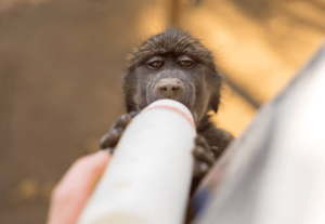 Volunteer bottle feeding baby baboon