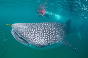 Volunteer diving with whale shark