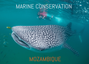 Marine Conservation in Mozambique