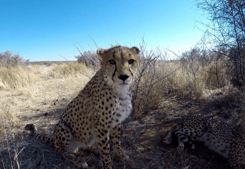 cheetah-conservation-namibia