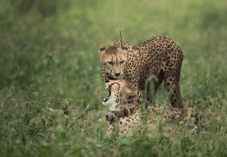 Two cheetahs