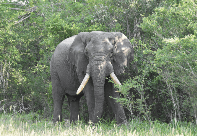 Large elephant in the bush