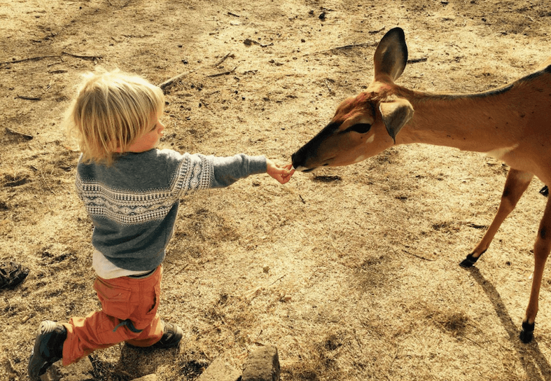 family-volunteering-animal-feeding