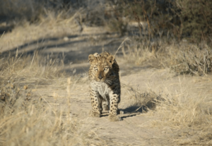 Leopard cub walking on path