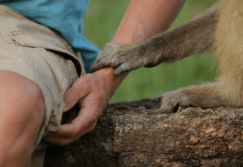 Family-volunteering-primates