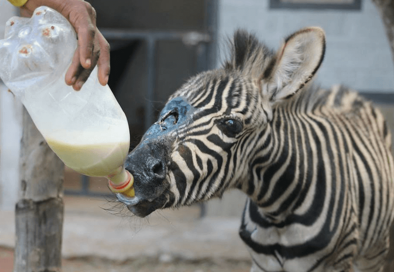Family-volunteering-zebra
