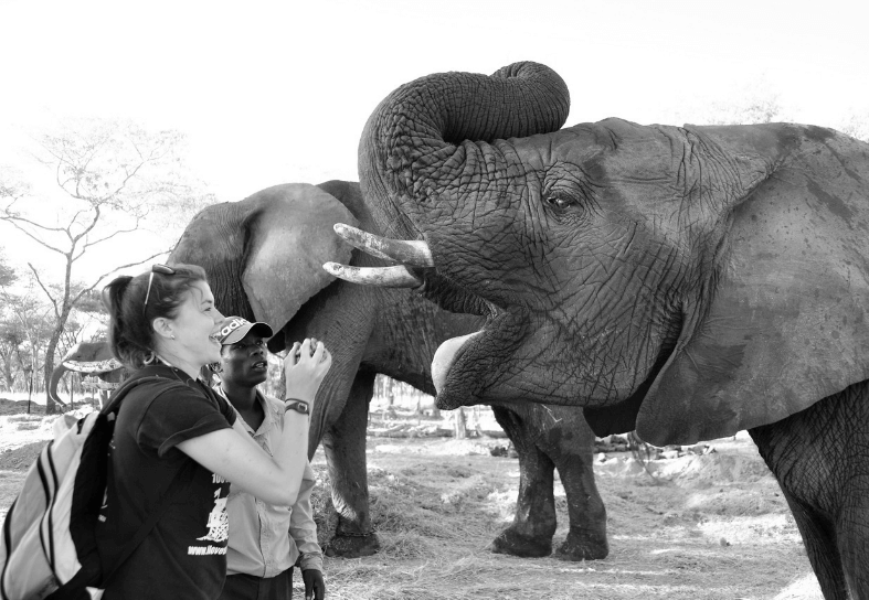 imire-elephant-volunteer
