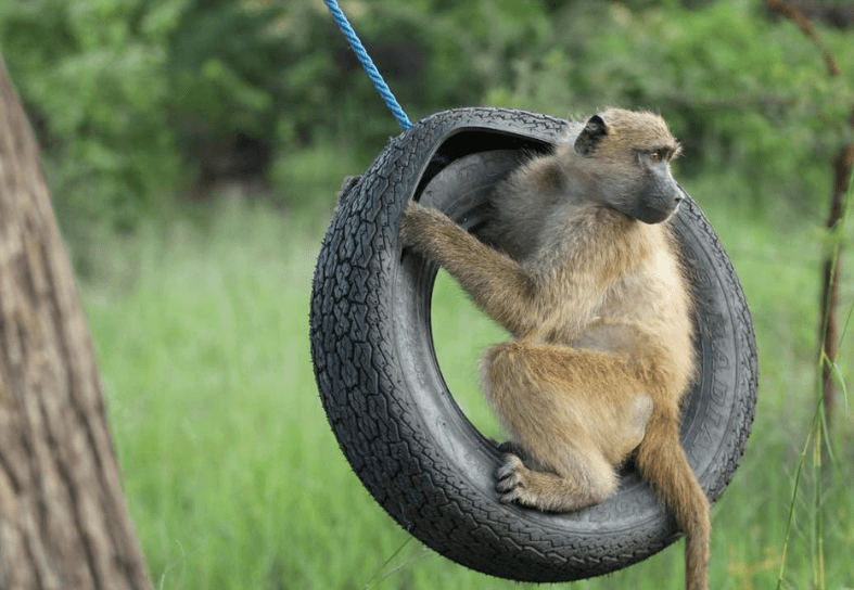 primate-conservation-baboon-enrichment