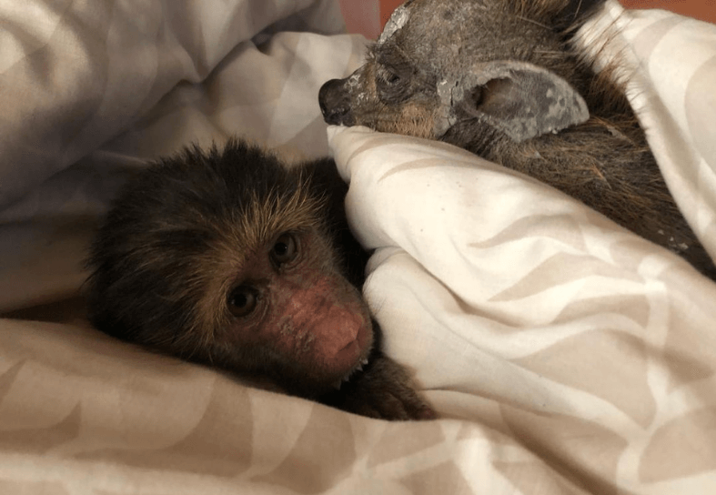 primate-conservation-bed
