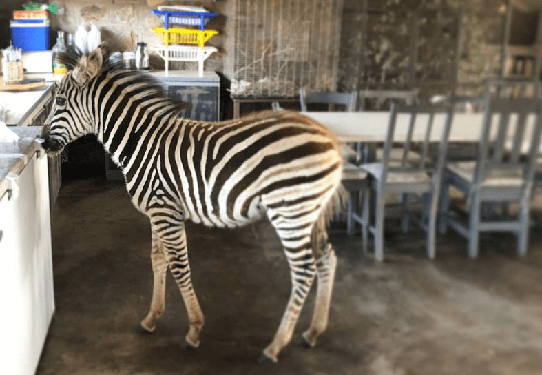 primate-conservation-zebra