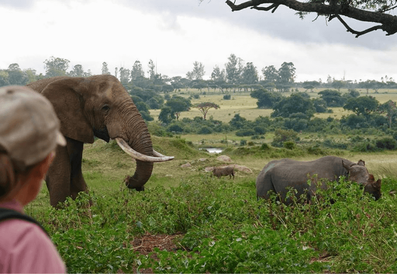 rhino-and-elephant
