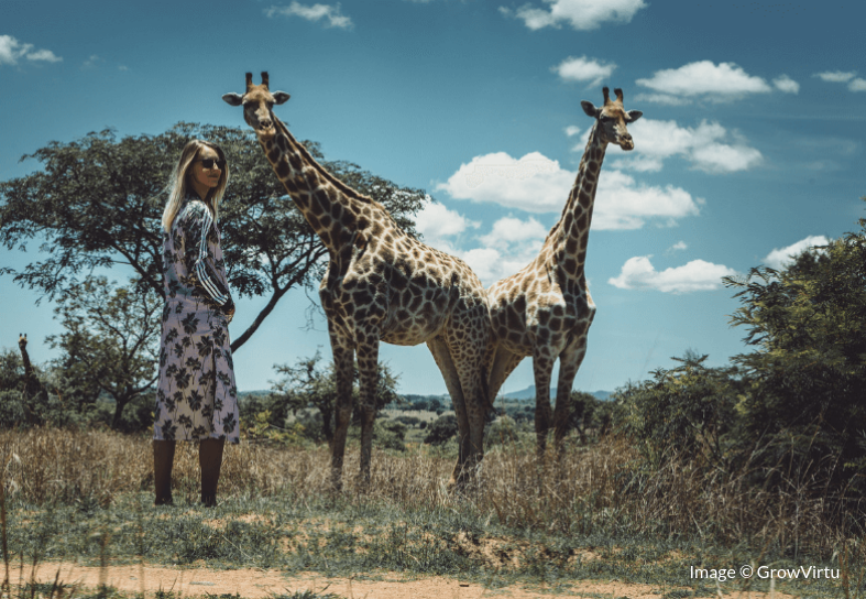 volunteer-giraffes