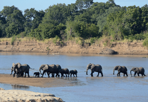 Malawi-elephants