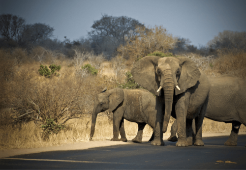 Malawi-elephants-road