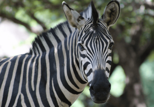 Malawi-zebra