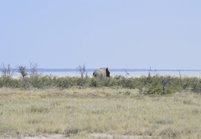 Elephant at Etosha Pan