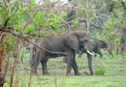 South-Luangwa-elephants