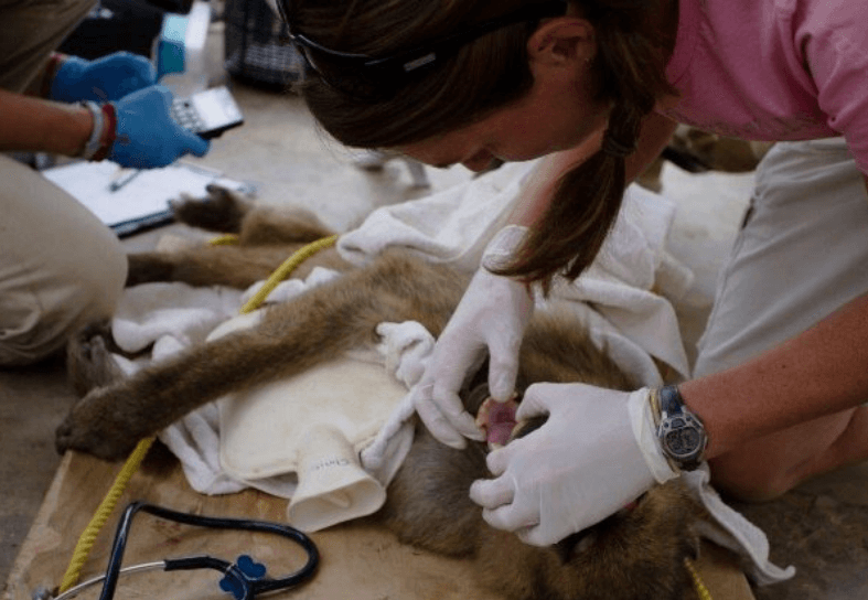 Veterinary-intern-clinic