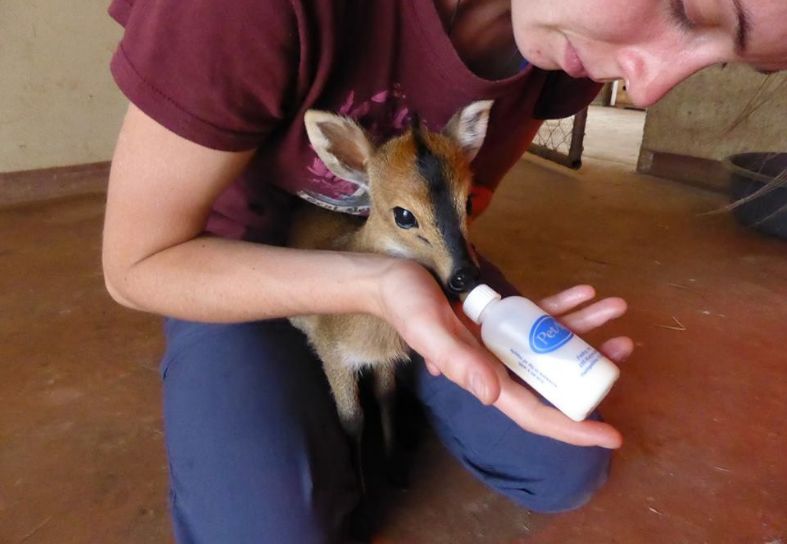 sanctuary volunteer feeding antelope