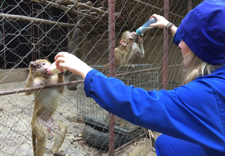 sanctuary volunteer feeding monkeys