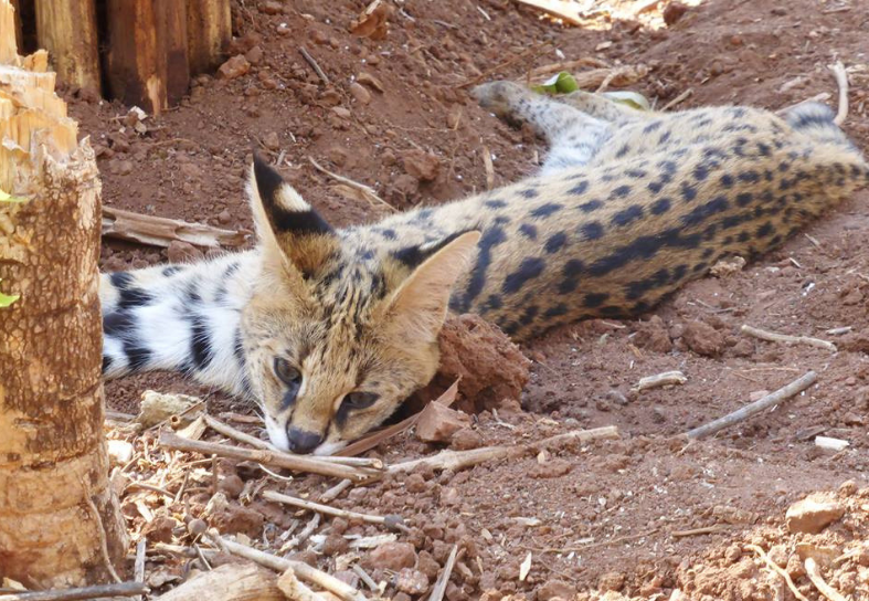 serval-malawi