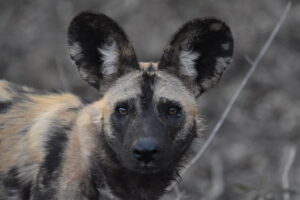 African-wild-dog-conservation