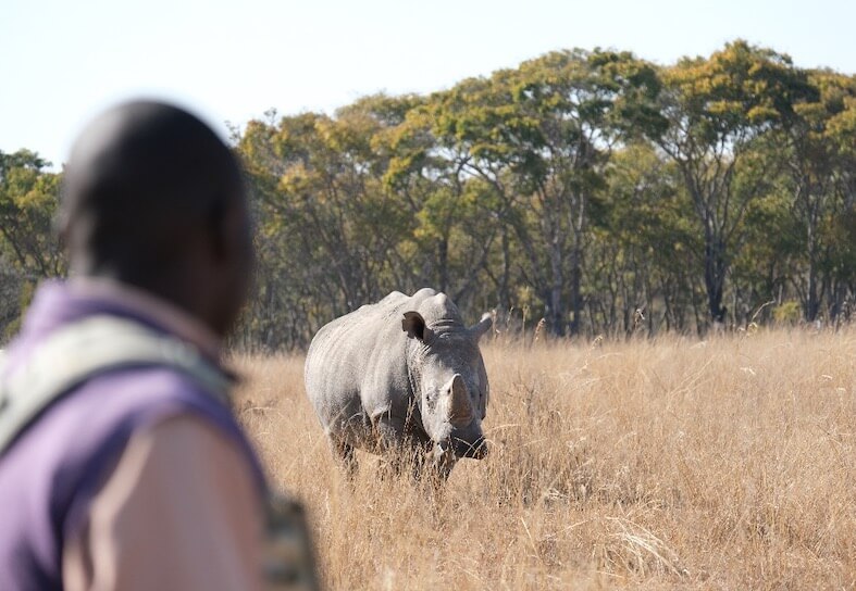 Ranger watching white rhino in Zimbabwe