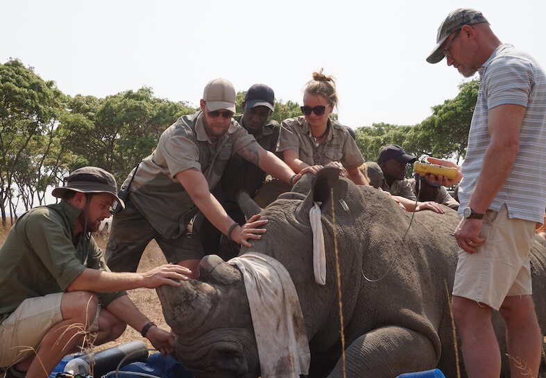 Group of people with darted rhino