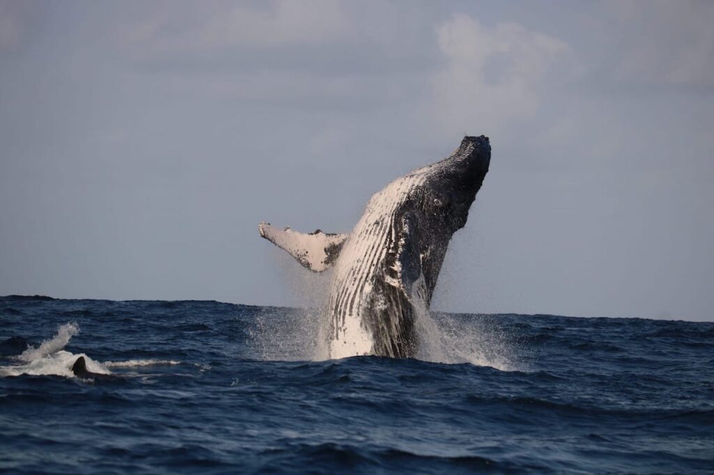 Humpback Whale Research blog