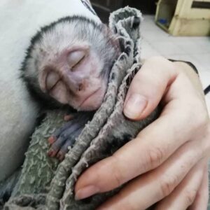 monkey orphan