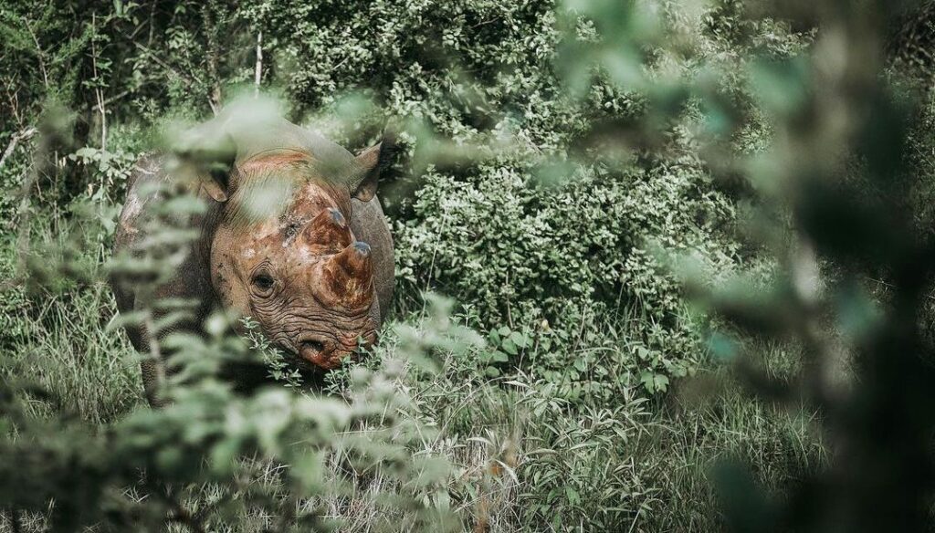 Black rhino in the bush