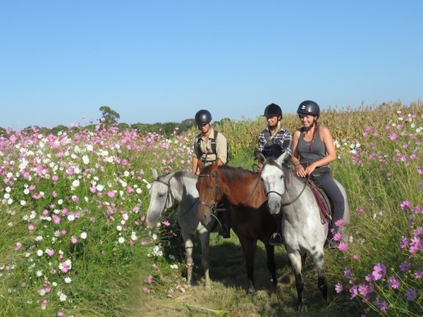 Volunteers on horses in field of flowers