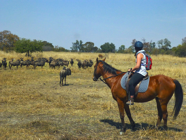 Volunteer on horseback in front of wildebeest herd