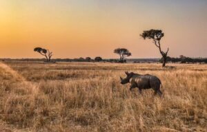 rhino at sunset