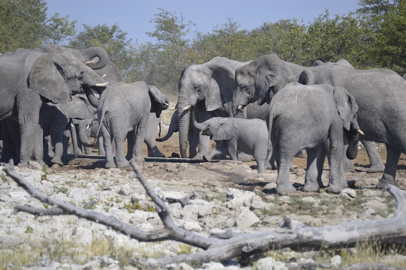 Elephants at a waterhole in Namibia