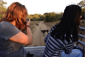 Two girls watching African Wild Dogs on volunteer trip
