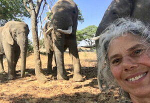 Mature volunteer with three elephants in the background