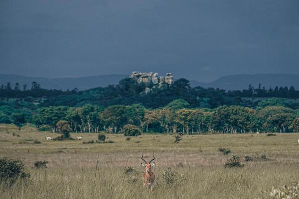 Antelope in front of large granite mountain in Zimbabwe