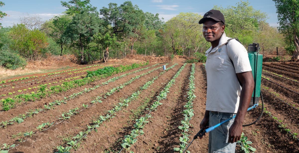Community member working in vegetable garden in Zimbabwe