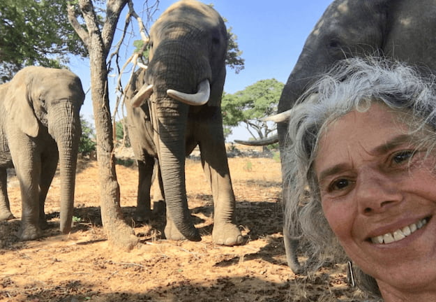Mature volunteer standing in front of elephants
