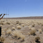 Volunteer using radio telemetry to track wildlife