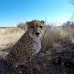 Cheetah close up in Namibia